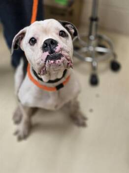 Rescue American Bulldog Dogs for Adoption in Aliquippa, Pennsylvania - GOOBER | PetCurious