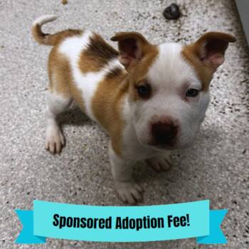 Husky Dogs Available for Adoption - Geppetto | PetCurious