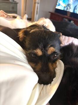 Leah and Lilli -  Border Terrier Dog for Adoption in Fort Worth, Texas - Leah And Lilli | PetCurious