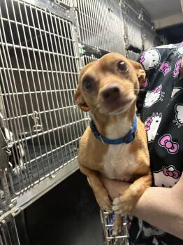 Arthur -  Chihuahua Dog for Adoption in Marietta, Georgia - Arthur | PetCurious