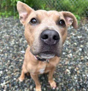 IRIS -  Pit Bull Terrier and Mixed Breed Dog for Adoption in Anchorage, Alaska - IRIS | PetCurious