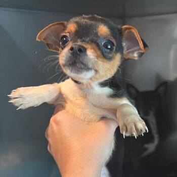 Chihuahua Dogs Available for Adoption in Tampa, Florida - Maverick | PetCurious