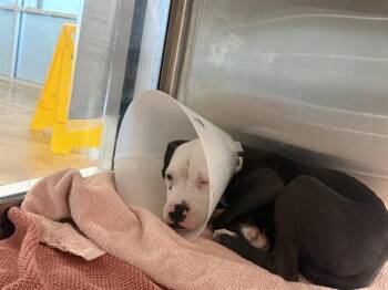 TAPATIO -  Pit Bull Terrier and Mixed Breed Dog for Adoption in Grand Prairie, Texas - TAPATIO | PetCurious