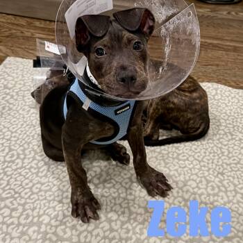 Zeke -  Terrier and Mixed Breed Dog for Adoption in Ellicott City, Maryland - Zeke | PetCurious