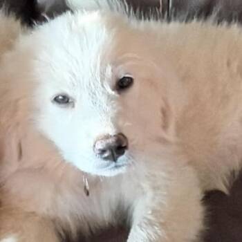 ELSA (GPP2) -  Great Pyrenees Dog for Adoption in Stuart, Virginia - ELSA (GPP2) | PetCurious
