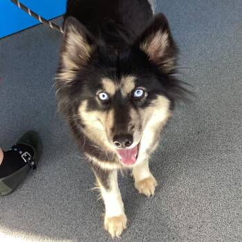 Sweetie -  Husky and Mixed Breed Dog for Adoption in Montgomery, Alabama - Sweetie | PetCurious