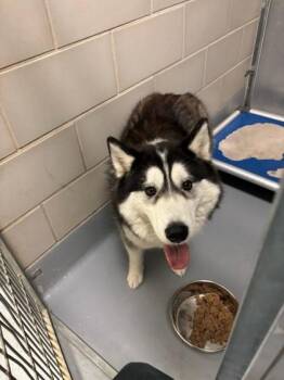Ares -  Husky and Mixed Breed Dog Available for Adoption in Irving, Texas - Ares | PetCurious