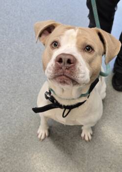 Rescue Pit Bull Terrier Dogs for Adoption in Paris, Kentucky - Drumstick | PetCurious