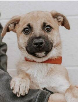 Cain -  Pomsky Dog for Adoption in Shorewood, Illinois - Cain | PetCurious