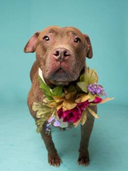 Chocolate Shake -  Mixed Breed Dog for Adoption in Atlanta, Georgia - Chocolate Shake | PetCurious