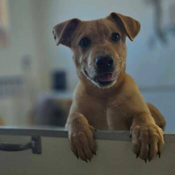 Shepherd Dogs Available for Adoption - Kindness  | PetCurious