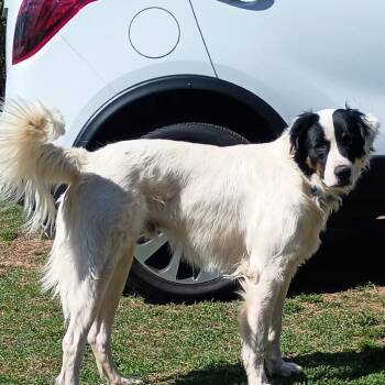 Patch -  Collie and Mixed Breed Dog for Adoption in Tulsa, Oklahoma - Patch | PetCurious