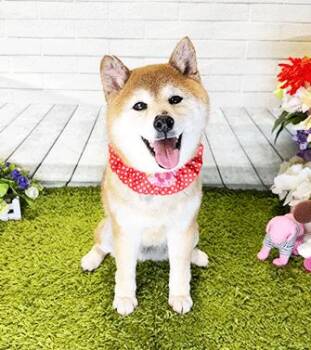 INU -  Shiba Inu Dog for Adoption in Castro Valley, California - INU | PetCurious