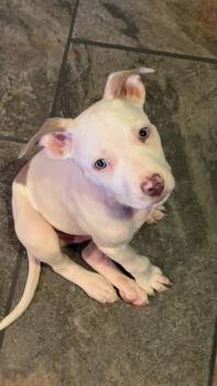 Dewey -  Mixed Breed Dog for Adoption - Dewey | PetCurious