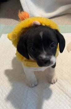 Evian -  Beagle and Chihuahua Dog Available for Adoption in Dale City, Virginia - Evian | PetCurious
