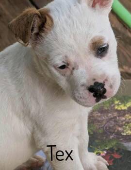 Pit Bull Terrier Dogs Available for Adoption in Pembroke, Massachusetts - Tex | PetCurious