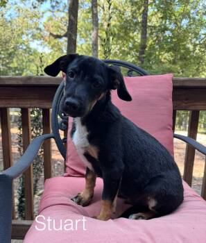 Stuart -  Terrier and Beagle Dog for Adoption in Spring City, Pennsylvania - Stuart | PetCurious