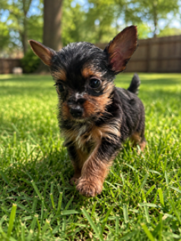 Fancy -  Yorkshire Terrier Dog for Sale in Cuero, Texas - Fancy | PetCurious