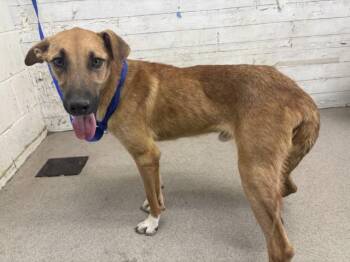 ZIGGY -  German Shepherd Dog and Mixed Breed Dog for Adoption in San Bernardino, California - ZIGGY | PetCurious