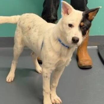 Border Collie and Mixed Breed Dogs Available for Adoption - Mater | PetCurious