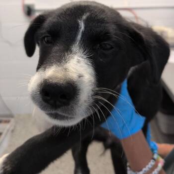 Apple Sauce -  Labrador Retriever and Collie Dog for Adoption in Hattiesburg, Mississippi - Apple Sauce | PetCurious