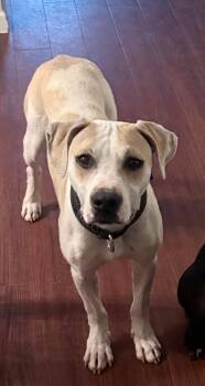 Pit Bull Terrier Dogs Available for Adoption in Germantown, Ohio - Shai Apollo | PetCurious