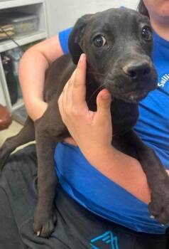 Portland -  Labrador Retriever Dog for Adoption in Sullivan, Indiana - Portland | PetCurious