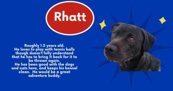 Rhatt -  Black Labrador Retriever Dog for Adoption in Tama, Iowa - Rhatt | PetCurious