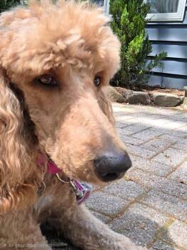 Standard Poodle Dogs Available for Adoption in Wayne, New Jersey - Raine | PetCurious