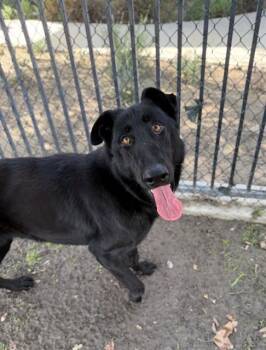 Belgian Shepherd Sheepdog and Mixed Breed Dogs Available for Adoption - PANTHER | PetCurious