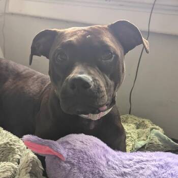 Millie -  Pit Bull Terrier Dog for Adoption in Brentwood, Missouri - Millie | PetCurious