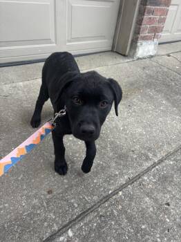Rottweiler and Pointer Dogs Available for Adoption in Mckinney, Texas - Vanta | PetCurious