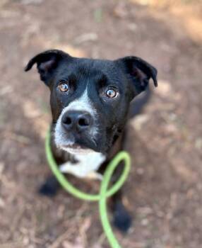 BARNEY -  Labrador Retriever and Mixed Breed Dog for Adoption in Charlotte, North Carolina - BARNEY | PetCurious