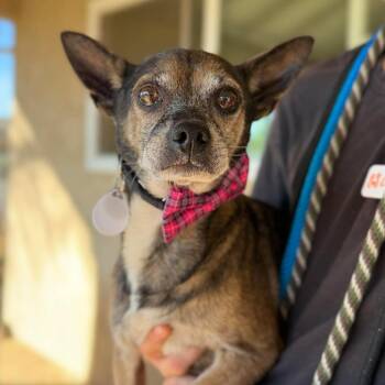 Benjamin -  Chihuahua Dog for Adoption in Ramona, California - Benjamin | PetCurious