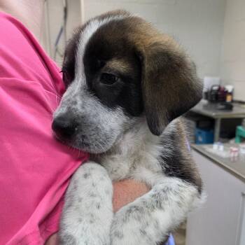 Beef -  Great Pyrenees and Mixed Breed Dog for Adoption in Clanton, Alabama - Beef | PetCurious