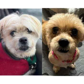 Lhasa Apso and Terrier Dogs Available for Adoption - Jax And Diane - BONDED PAIR- | PetCurious