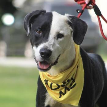 Tiny -  Border Collie Dog for Adoption in Columbia, South Carolina - Tiny | PetCurious