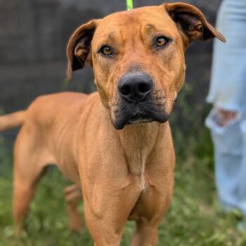 Libby -  Black Mouth Cur and Mixed Breed Dog for Adoption in Buchanan Dam, Texas - Libby | PetCurious