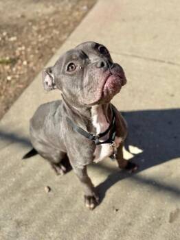 Mixed Breed Dogs Available for Adoption - Monie | PetCurious