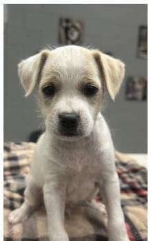 Chowder -  Jack Russell Terrier Dog for Adoption in Beavercreek, Oregon - Chowder | PetCurious