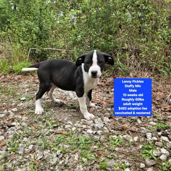 American Staffordshire Terrier Dogs Available for Adoption - Lenny Pickles | PetCurious