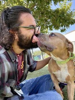 Granola Bar -  Mixed Breed Dog for Adoption in Wichita, Kansas - Granola Bar | PetCurious