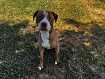 Staffordshire Bull Terrier and Mixed Breed Dogs Available for Adoption in Grovetown, Georgia - SAM | PetCurious