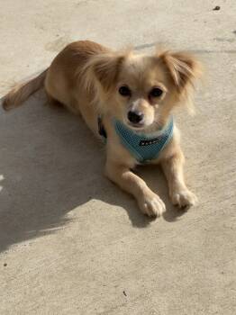 Ruby Red -  Pomeranian and Chihuahua Dog for Adoption - Ruby Red | PetCurious