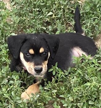 Tracker -  Beagle Dog for Adoption in Russiaville, Indiana - Tracker | PetCurious