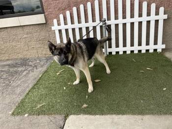 German Shepherd Dog Dogs Available for Adoption in Modesto, California - GASTON | PetCurious
