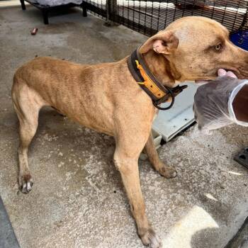 Jett HW+ -  Labrador Retriever and Pit Bull Terrier Dog for Adoption in Northbrook, Illinois - Jett HW+ | PetCurious