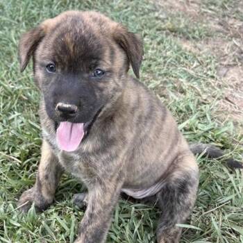 Mozzie *available at off-site adoption event 8/27 -  Mixed Breed Dog for Adoption in Briarcliff Manor, New York - Mozzie *available At Off-site Adoption Event 8/27 | PetCurious
