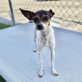 Chihuahua Dogs Available for Adoption - Chloe | PetCurious