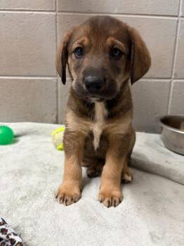 Beagle and Labrador Retriever Dogs Available for Adoption in Clinton, South Carolina - Pibb | PetCurious